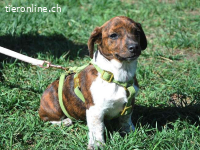 POLA, süßes Mischlingsmädchen, ca. 3 Monate, 21cm, 3,2kg