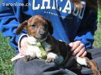 POLA, süßes Mischlingsmädchen, ca. 3 Monate, 21cm, 3,2kg