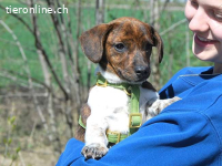 POLA, süßes Mischlingsmädchen, ca. 3 Monate, 21cm, 3,2kg