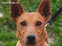 Pollock -verschmuster und anhänglicher Podenco