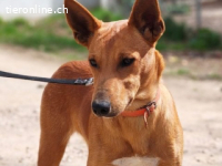 Pollock -verschmuster und anhänglicher Podenco