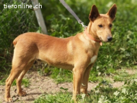 Pollock -verschmuster und anhänglicher Podenco