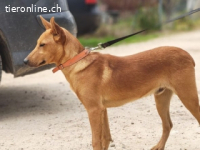 Pollock -verschmuster und anhänglicher Podenco