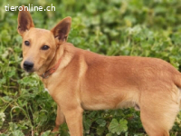 Pollock -verschmuster und anhänglicher Podenco