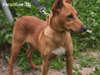 Pollock -verschmuster und anhänglicher Podenco