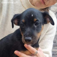 Polo – ein kleiner Herzensbrecher sucht seine Familie