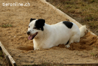 Pongo, einfach nur süss