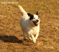 Pongo, einfach nur süss