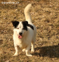 Pongo, einfach nur süss