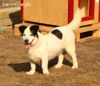 Pongo, einfach nur süss