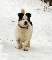 Pongo, einfach nur süss