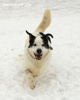 Pongo, einfach nur süss