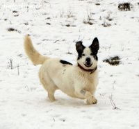 Pongo, einfach nur süss