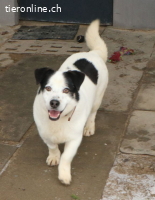 Pongo, einfach nur süss