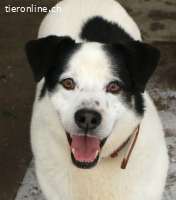 Pongo - einfach nur süss