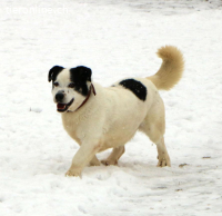 Pongo - einfach nur süss