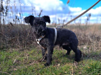 POPEY, liebenswerter Mixrüde, ca.2J.,30cm,6,4kg*reserviert*