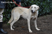 Popeye - auf zögerlichen Pfoten ins Glück
