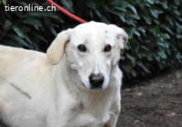 Popeye - auf zögerlichen Pfoten ins Glück