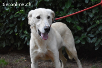 Popeye - auf zögerlichen Pfoten ins Glück
