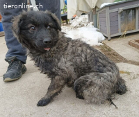 Poppea, herzige, liebe und sensible Junghündin