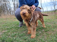 PRADA, süße Mischlingshündin, ca. 3 Jahre, 36cm, 9,1kg