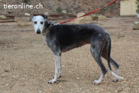 Primera – eine ältere Galga voller Liebe sucht ihr Zuhause