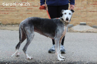 Primera – eine ältere Galga voller Liebe sucht ihr Zuhause