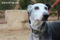Primera – eine ältere Galga voller Liebe sucht ihr Zuhause