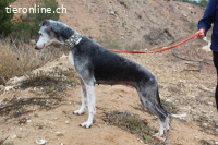 Primera – eine ältere Galga voller Liebe sucht ihr Zuhause