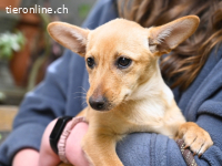 Prospero - was war, darf verblassen...