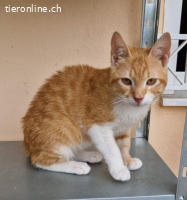 PUMPY & IGGY - EINE GANZ TOLLE FREUNDSCHAFT