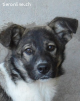 Quelisia - Kleines Schwesterchen, was nun?