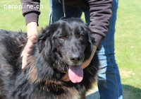 Quennel - Black velvet, oder...