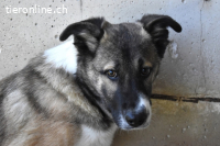 Quorivah - Kleines Hundemädchen, was nun?