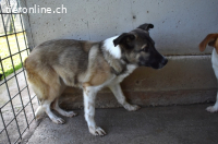 Quorivah - Kleines Hundemädchen, was nun?