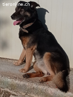 Rambo der Sonnenschein auf 4 Pfoten