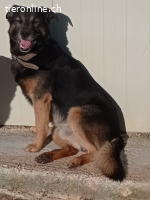 Rambo der Sonnenschein auf 4 Pfoten