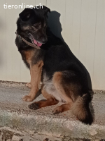 Rambo der Sonnenschein auf 4 Pfoten