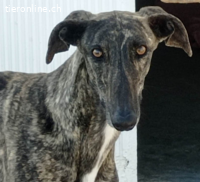 Rayo - eine Seele bräuchte sein eigenes Körbchen