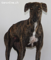 Rayo - eine Seele bräuchte sein eigenes Körbchen