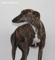 Rayo - eine Seele bräuchte sein eigenes Körbchen