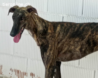 Rayo - eine Seele bräuchte sein eigenes Körbchen