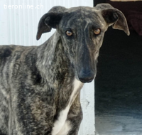 Rayo - eine Seele bräuchte sein eigenes Körbchen