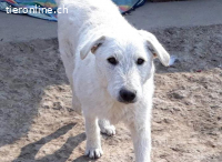 Regö,  freundlicher mit Artgenossen verträglicher Rüde