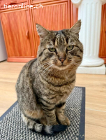 Rene - der getigerte Herzensbrecher