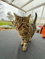 Rene - der getigerte Herzensbrecher