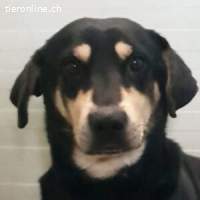 Rex - Ein schüchternes Wesen sehnt sich nach Geborgenheit