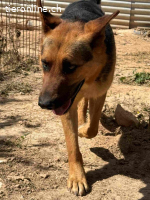 Rex- ein toller Schäfer Mix der sich auf jeden Besuch freut