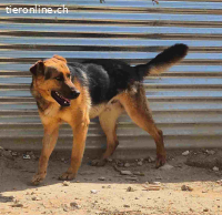 Rex- ein toller Schäfer Mix der sich auf jeden Besuch freut